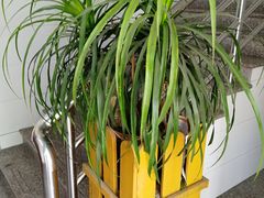 -鲜洋城火锅(同安店)