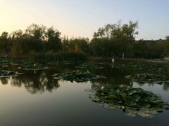 -前关湿地公园