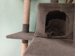 -猫小院猫主题餐厅(三里屯店)
