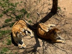 -西霞口神雕山野生动物世界