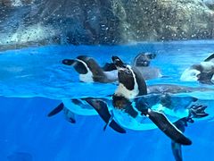 -帝企鹅自助餐厅•儿童岛•真企鹅(长隆企鹅酒店)