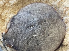 -怪兽屋·羊驼·猫咖·狗咖(俊华广场店)