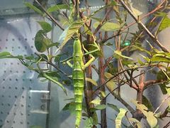 -上海大自然野生昆虫馆(东方明珠·爬宠昆虫探索中心)
