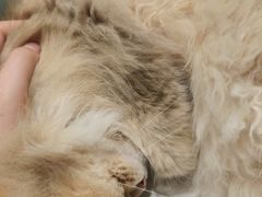 -安格丽娜·狗咖·猫咖羊驼咖(春熙路百盛商场店)