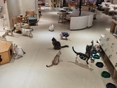 -藏猫猫咖啡主题馆(中央大道店)