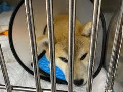 -爱侣宠医·鹦鹉专科·小型哺乳类·异宠专科(灵石路店)