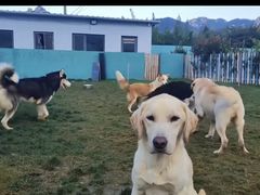 -趣玩宠物乐园寄养训犬训狗游泳池