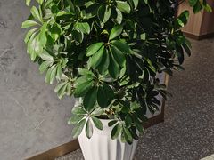 -麦当劳(烟台海港路店)