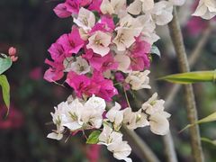 -品德宏·孔雀宴的发源地(金塔园店)