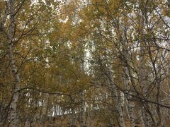 -乌兰布统景区-白桦林