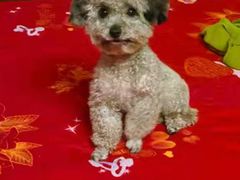 -上海市白玉兰幼儿园