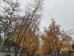 -三里屯东五街银杏大道