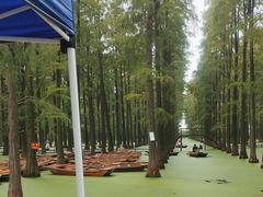 -渌洋湖湿地公园