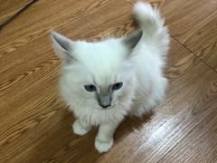 -李小姐の猫咖啡馆(五角场店)