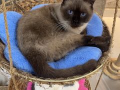 -Heymao猫咖.咖啡厅(东门店)