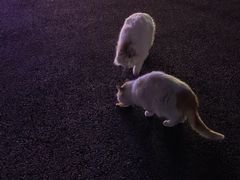 -枫花园汽车电影院(朝阳公园店)