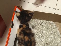 -宠颐生宠物医院·异宠猫科内科·诊疗中心宠巢店