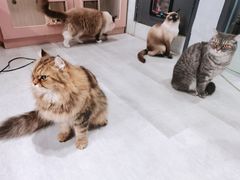 -猫儿山۰猫主题餐厅
