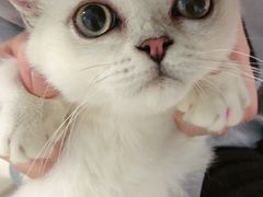 -lincat·猫舍(广州店)