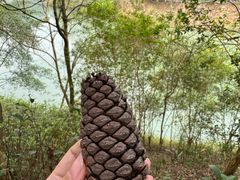 -广州白江湖森林公园