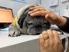 -pd派德宠物中心医院24H急重症·眼科中心·血液透析中心(嵩山北路店)