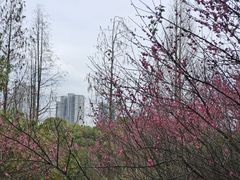 -八大山人梅湖景区