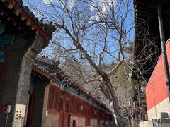 -大觉寺-停车场