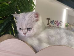 -藏猫猫咖啡主题馆(中央大道店)