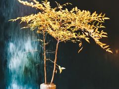 -梅间堂茶馆(绿地缤纷城店)