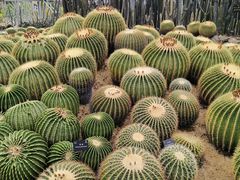 -深圳仙湖植物园