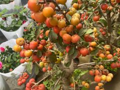 -龙大花卉苗木市场