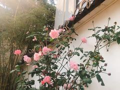 -美味之家·湖景农家乐(太湖东山店)