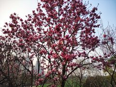 -重庆中央公园(渝北区)