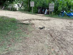 -圣淘沙天际线斜坡滑车