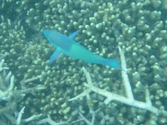 -中央格兰德岛温泉度假酒店 - 全包