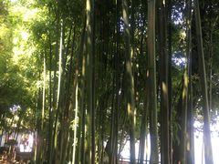 -熙春园