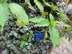 -中国科学院西双版纳热带植物园