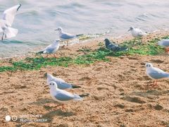 景点-栈桥景区