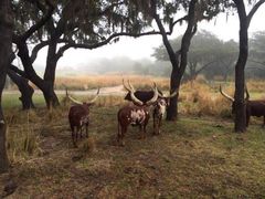 -奥兰多迪士尼动物王国乐园