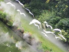 -广州长隆飞鸟乐园
