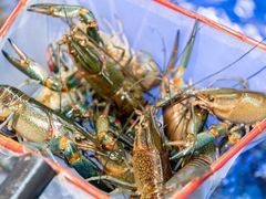 -驻海渔市(置信店)