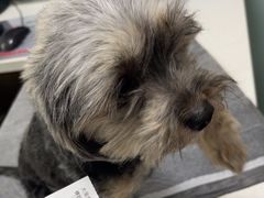 -嘉馨宠物医院·CT影像转诊·心脏科·犬猫全科诊疗中心(下沙大学城院区)