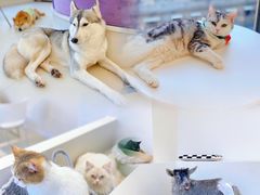 -怪兽屋·羊驼·猫咖·狗咖(俊华广场店)