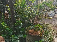 -Jo's Garden