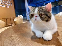 -瞄一喵猫咖(格力海岸店)