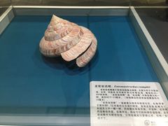 -青岛贝壳博物馆