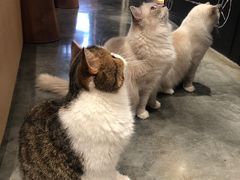 -瞄一喵猫咖(格力海岸店)