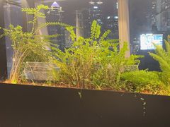 -柿合缘新京菜(国金中心商场店)