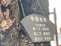 -西双版纳傣族园