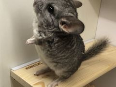 -龙猫仔乐园(惠福东路店)